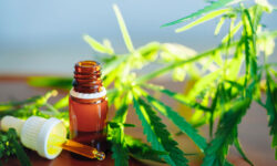 CBD oil cannabis extract. Hemp oil bottles and hemp flowers on w